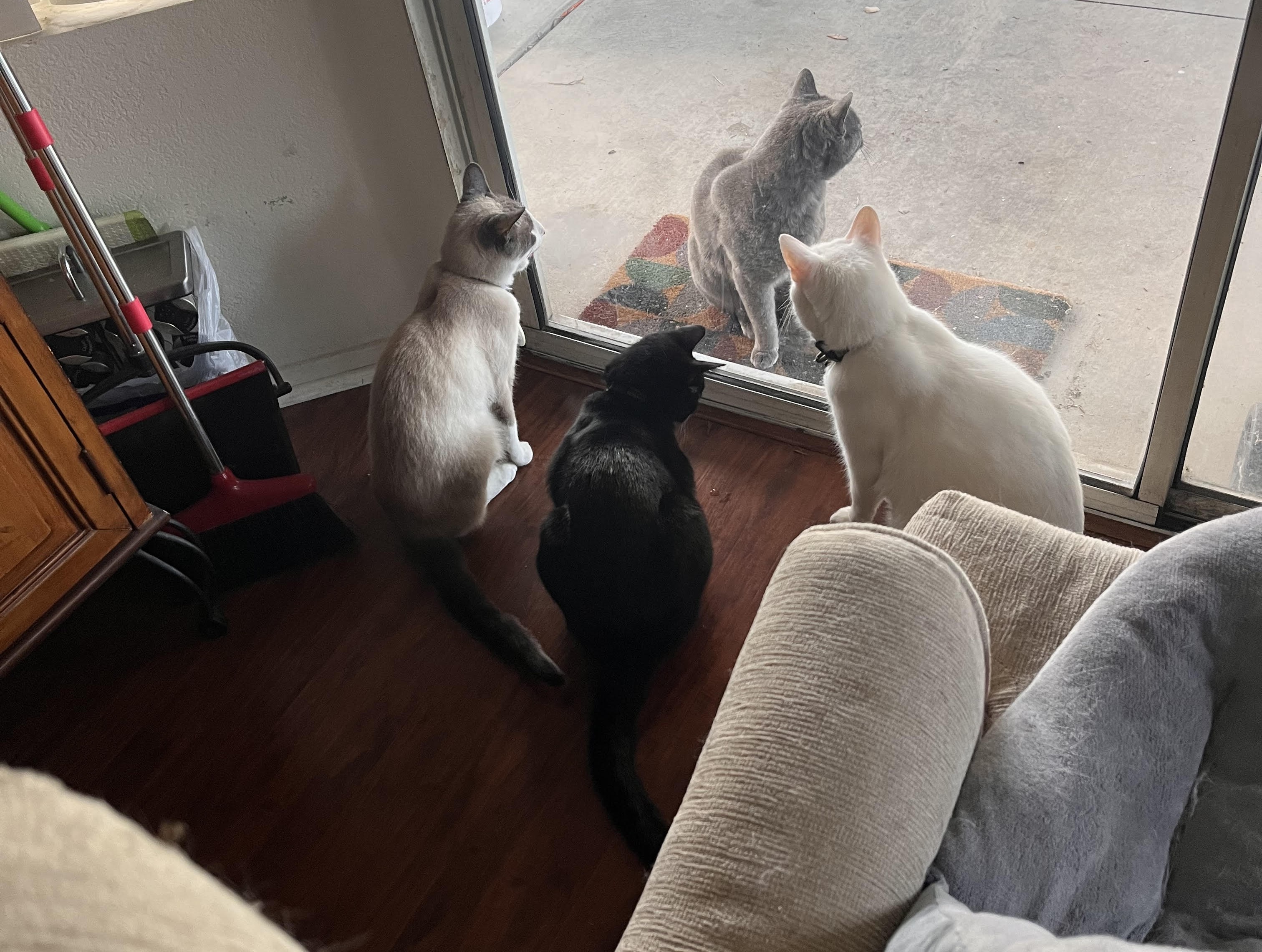 four cats