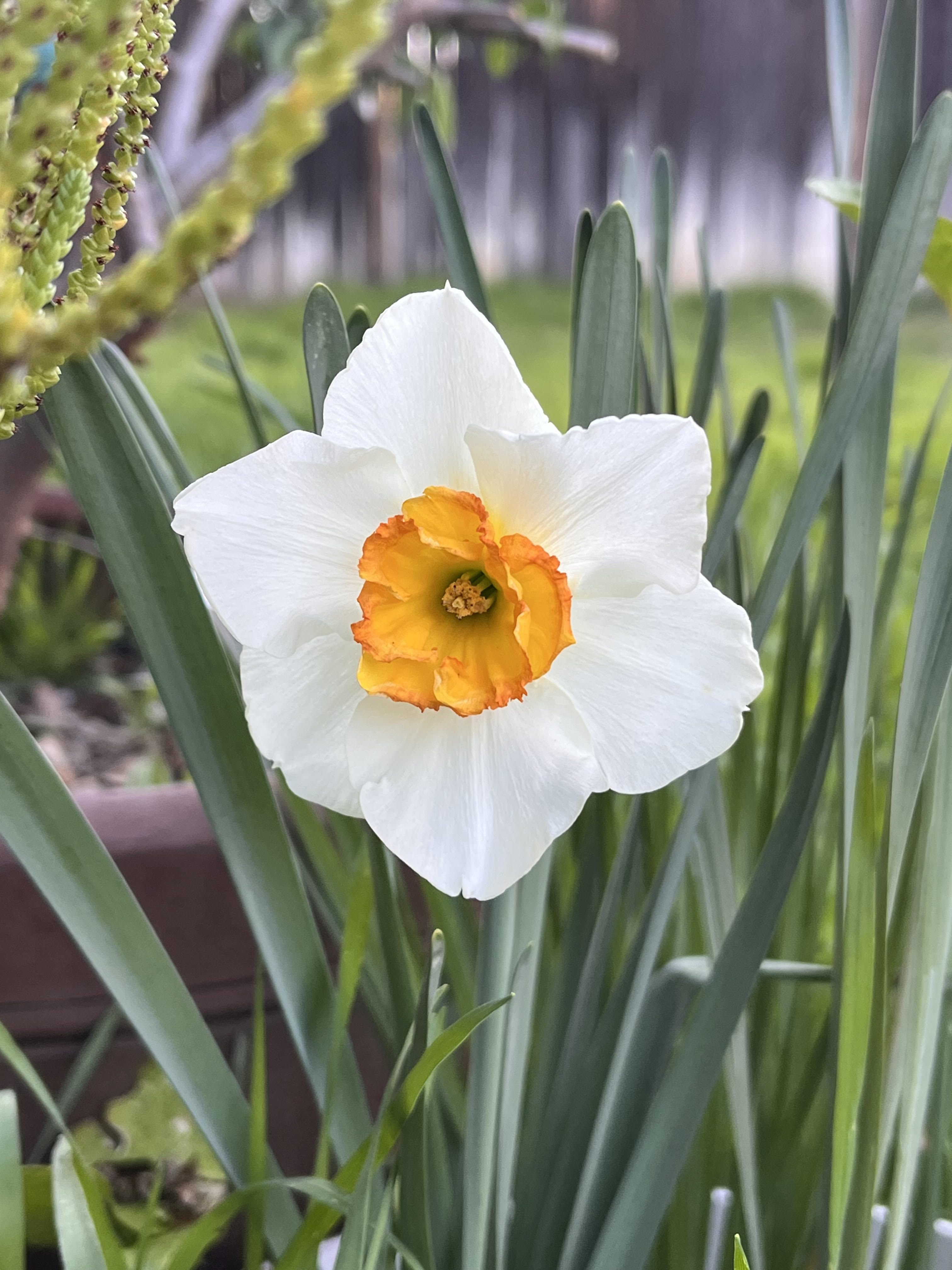 Daffodil