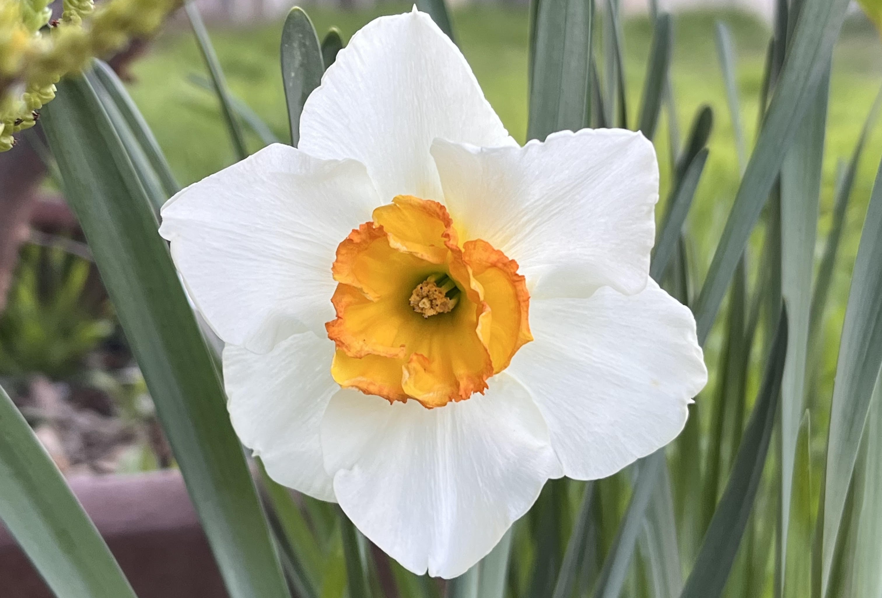 Daffodil