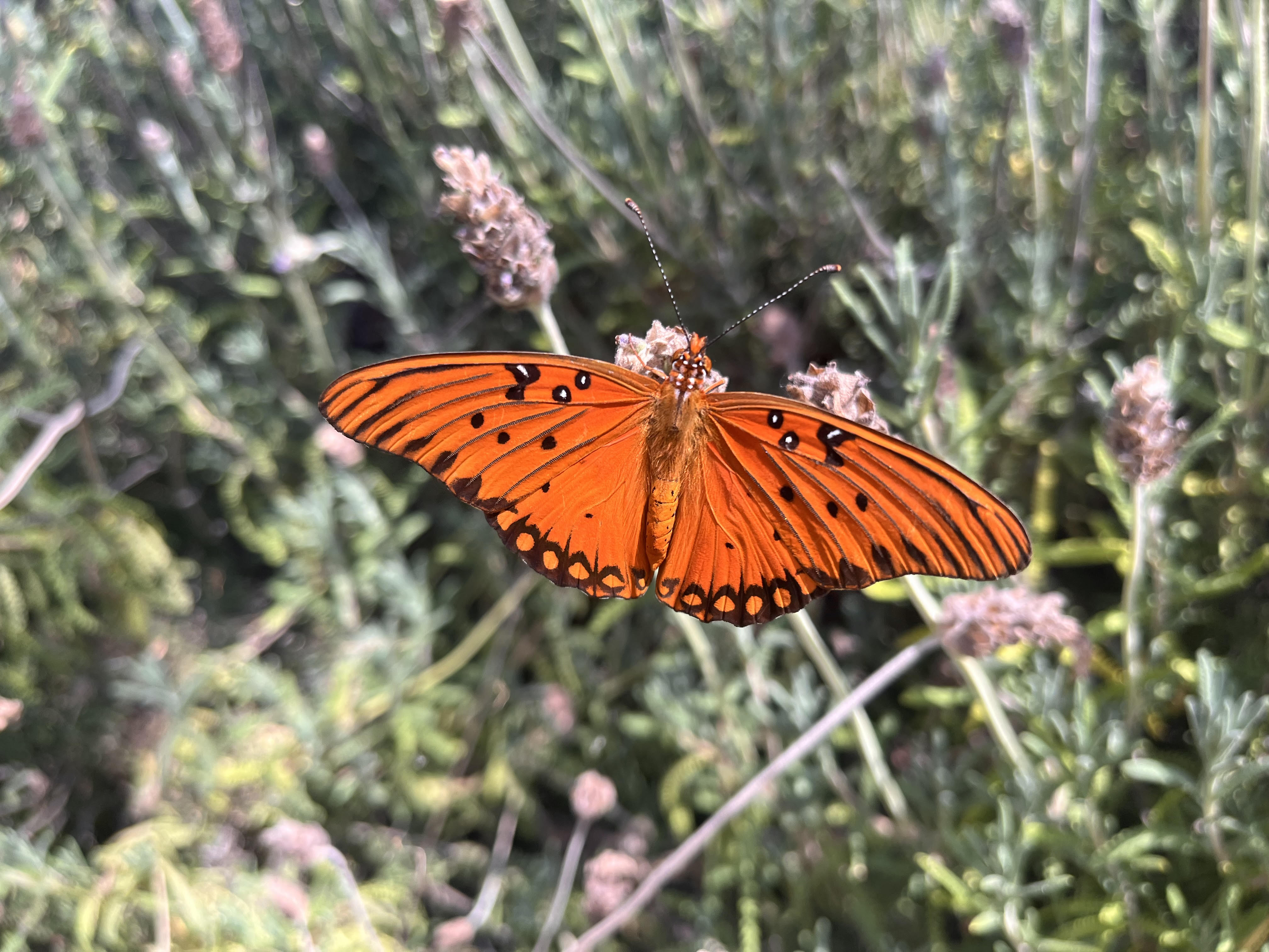 Gulf Fritillary