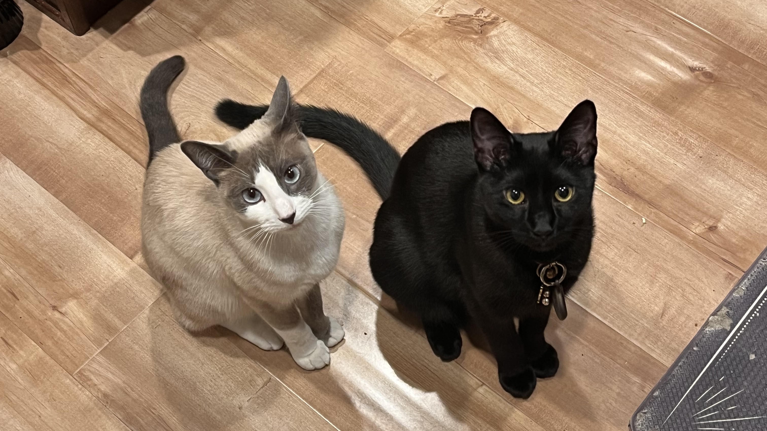 cats